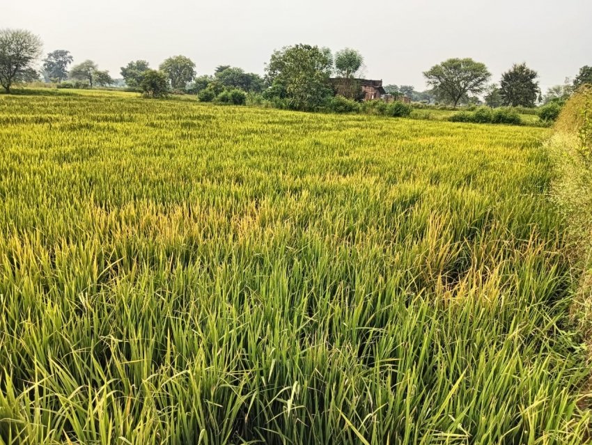 नकली दवा ने जला दी छह एकड़ फसल — किसान बोला, मुआवजा नहीं तो न्याय जरूर चाहिए