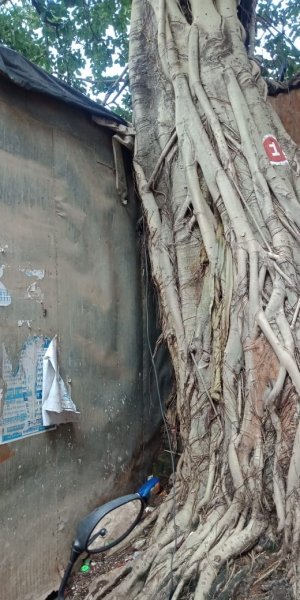 एक साल घूमने के बाद अब अपर कलेक्टर ने दिए खोखले पेड़ को काटने के निर्देश,यहाँ रसूखदारों ने काट डाले नीम के हरे भरे पेड़