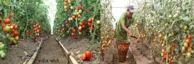 उद्यानिकी और वानिकी विश्वविद्यालय से उन्नत खेती को मिलेगा बढ़ावा