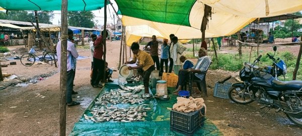 आत्मनिर्भर : मछली पालन से आत्मनिर्भर बना ढीमर समाज,सुधरे हालात,युवाओं को मिला रोज़गार