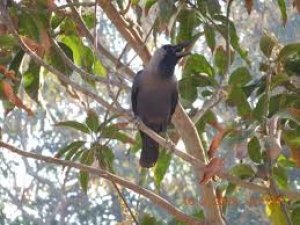 बस्तर और दंतेवाड़ा में बर्डफ्लू से दो कौआ और एक कबूतर के मृत होने की पुष्टि